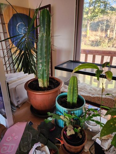 Customer photo review of San Pedro Cactus | Echinopsis pachanoi
