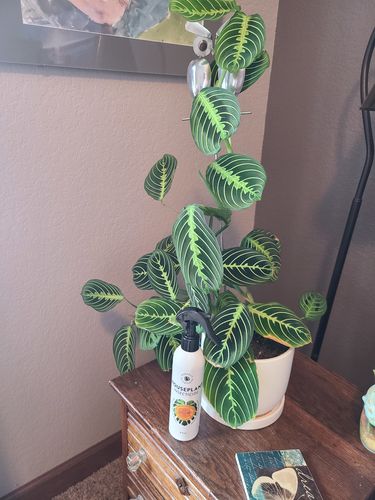 Customer photo review of Houseplant Insecticide w/ Neem