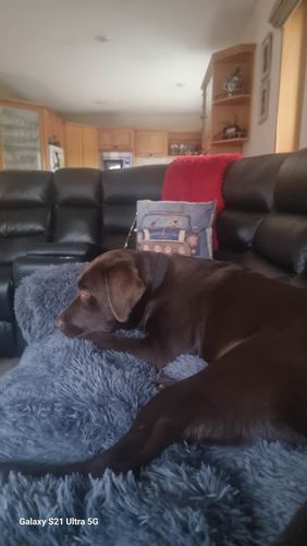 Customer photo review of Calming Couch Bed