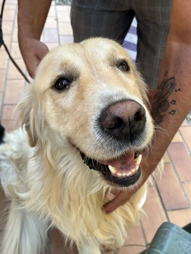 Customer photo review of Collier Anti Aboiement PuppySafe