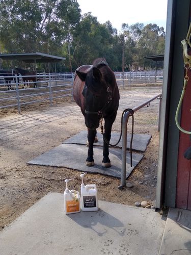 Customer photo review of Gut X » up to 63% Off