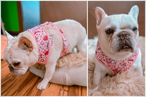 Customer photo review of Valentine dog harness - piggy and heart