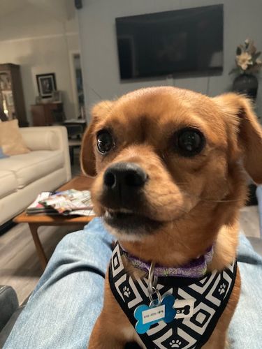 Customer photo review of Salmon Omega Soft Chew Bites for Dogs - 120 Count