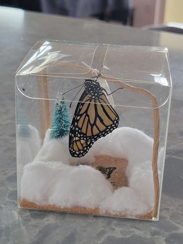 Customer photo review of Holiday Live Monarch Butterfly Chrysalis Box (Pre-order)