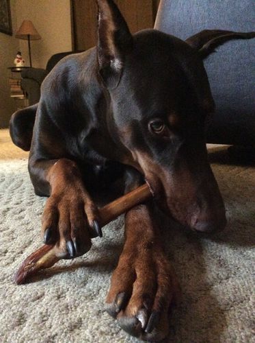 Customer photo review of Bully Stick 12” Standard