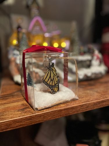 Customer photo review of Holiday Live Monarch Butterfly Chrysalis Box (Pre-order)