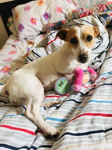 Customer photo review of Tips & Toes - Nose and Paw Balm