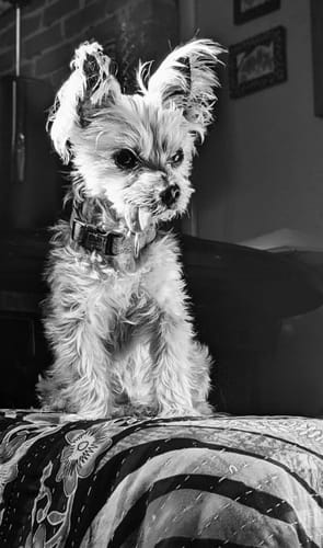 Customer photo review of ADULT CANINE FOOD BARS: VEGAN RECIPE: CASE 15.00% Off Auto renew