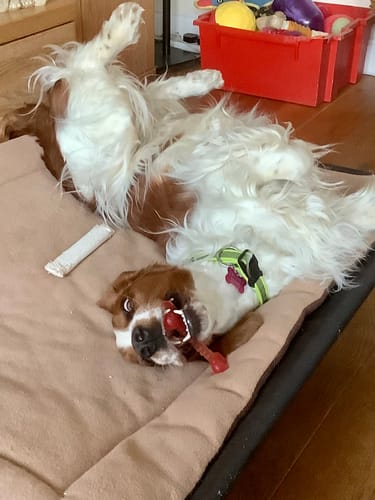 Customer photo review of 20% OFF HiK9 Silver Bed with Black Mesh Cover, Charcoal Cosy Sleeve & HD Feet