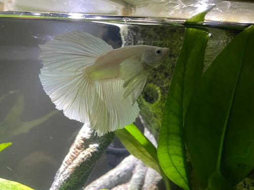 Customer photo review of Super White Dumbo Ear Halfmoon Male Betta Fish