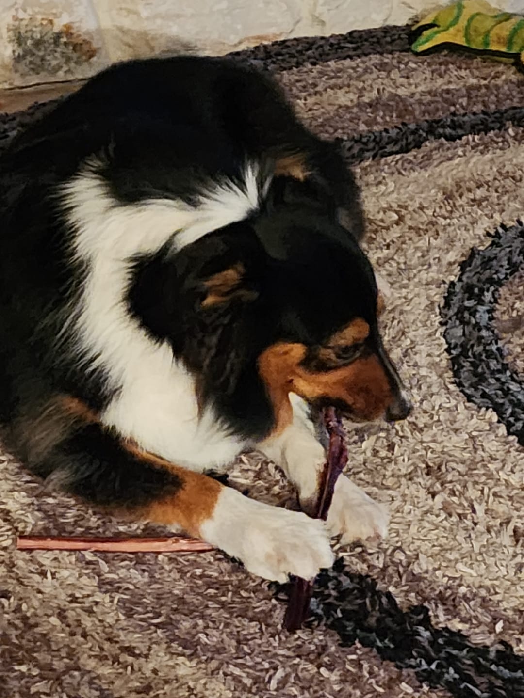 Customer photo review of 12" Gullet Strips For Dogs