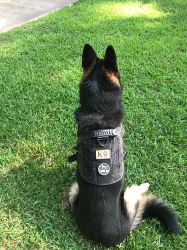Customer photo review of Classic Heavy-Duty Tactical No-Pull Team K9™ Dog Harness With Front & Back D-Rings, Quick-Release Metal-Buckles, Hook & Loop Panels, & Top Handle