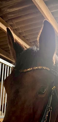 Customer photo review of Champagne Ivy