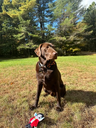 Sarah O. review of Candy Corn Bow Tie for Dog and Cat Collar image 1 out of 1
