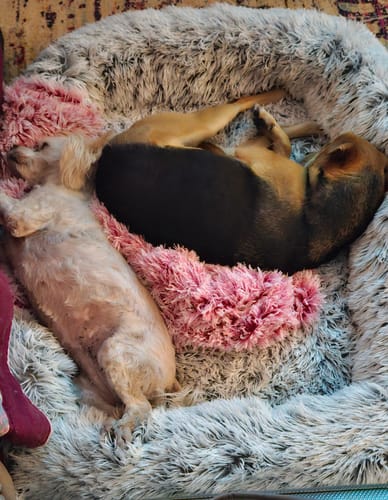 Customer photo review of PaWz Pet Orthopaedic Bed