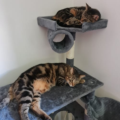 Customer photo review of Pawz Cat Tree Scratching Post Multi Level