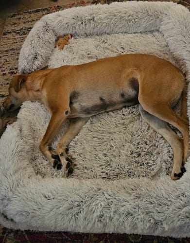Customer photo review of PaWz Pet Orthopaedic Bed