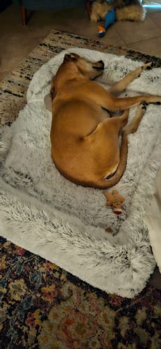 Customer photo review of PaWz Pet Orthopaedic Bed