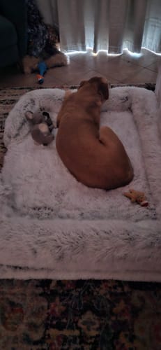 Customer photo review of PaWz Pet Orthopaedic Bed