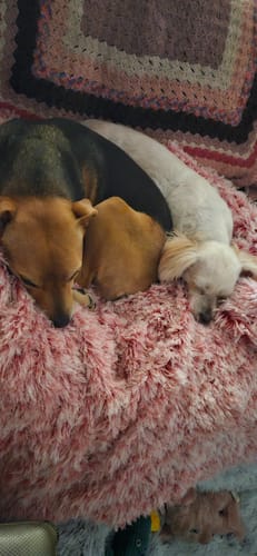 Customer photo review of PaWz Pet Orthopaedic Bed