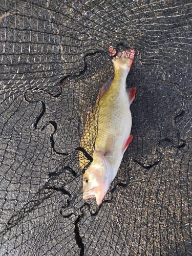 Customer photo review of Lure Drop