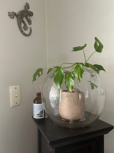 Customer photo review of Seaside Rocks Room Diffuser