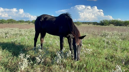 Customer photo review of OptiWize Collagen +Plus Equine 14lbs
