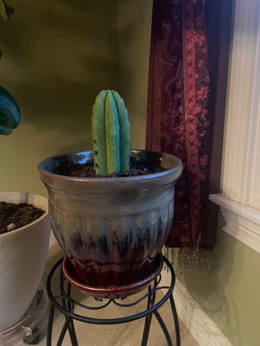 Customer photo review of San Pedro Cactus | Echinopsis (Trichocereus) pachanoi