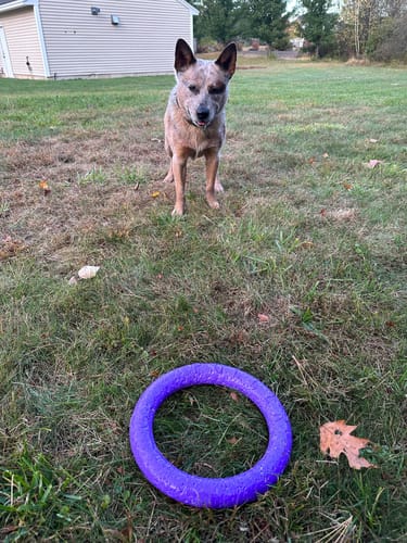 Customer photo review of Puller Dog Active Toy