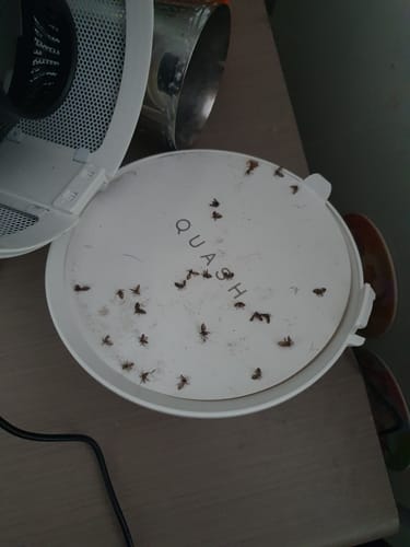 Customer photo review of Indoor Mosquito, Fruit Fly, & Gnat Trap