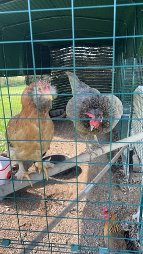 Customer photo review of GrubTerra Dried Larvae