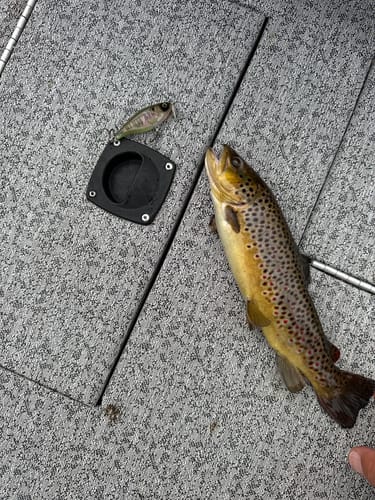 Customer photo review of Headbanger Cranky Shad 2.5"