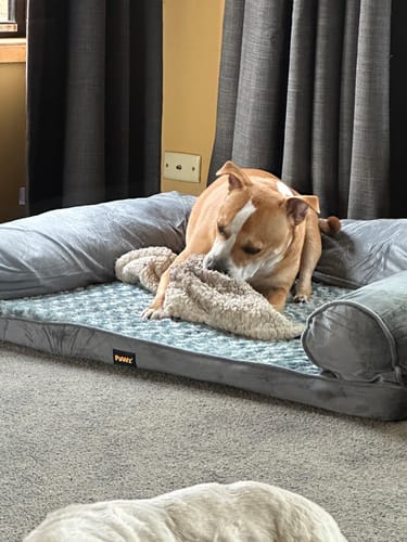 Customer photo review of PaWz Pet Sofa Bed