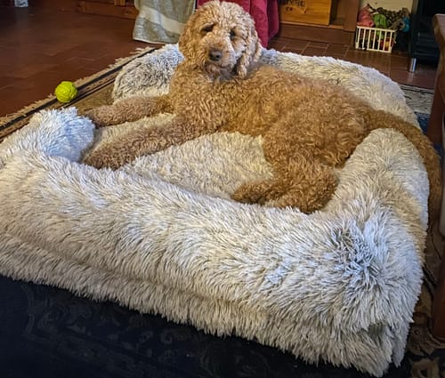 Customer photo review of PaWz Pet Orthopaedic Bed
