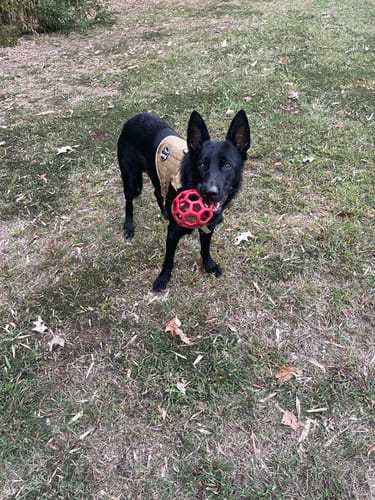 Customer photo review of Classic Heavy-Duty Tactical No-Pull Team K9™ Dog Harness With Front & Back D-Rings, Quick-Release Metal-Buckles, Hook & Loop Panels, & Top Handle