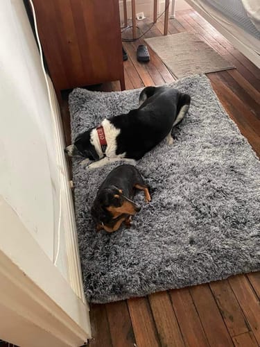 Customer photo review of PaWz Multimat Calming Bed For Dog