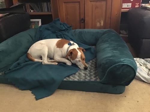 Customer photo review of PaWz Pet Sofa Bed