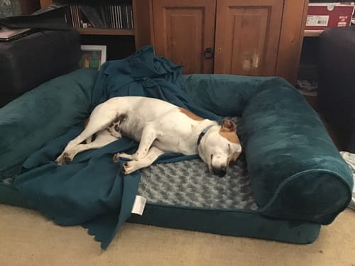 Customer photo review of PaWz Pet Sofa Bed