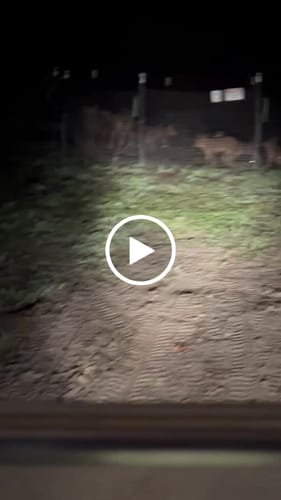 Customer video review of Pig Brig Trap System