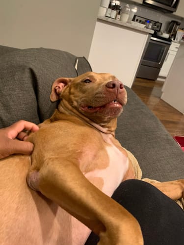 Customer photo review of KING KALM CBD 300mg - Large Pet Formula 45 to 65lbs