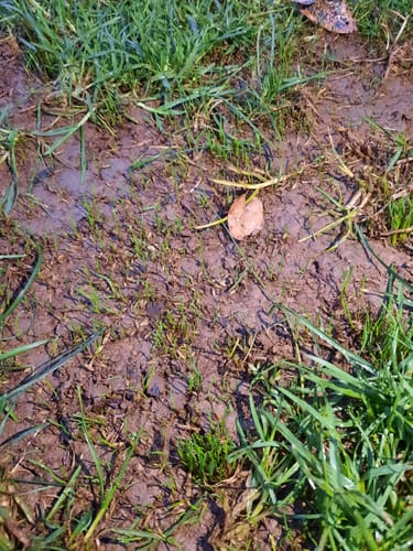 Customer photo review of GCI Turf Cool Blue Grass Seed