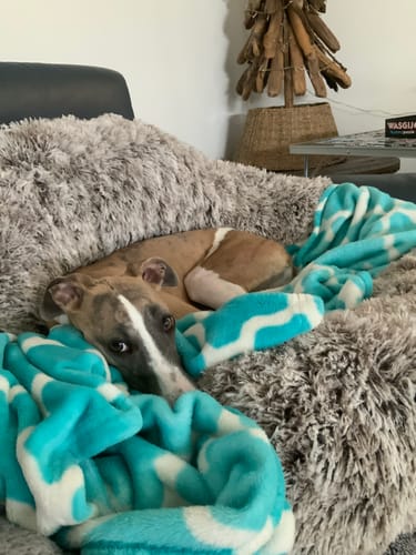 Customer photo review of PaWz Removable Cover Calming Pet Bed