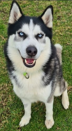 Customer photo review of PaWz Pet Grooming Kit