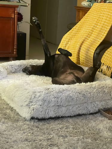Customer photo review of PaWz Pet Orthopaedic Bed
