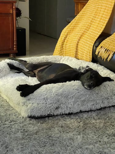 Customer photo review of PaWz Pet Orthopaedic Bed