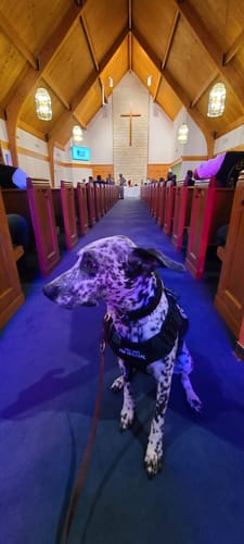 Customer photo review of Classic Heavy-Duty Tactical No-Pull Team K9™ Dog Harness With Front & Back D-Rings, Quick-Release Metal-Buckles, Hook & Loop Panels, & Top Handle