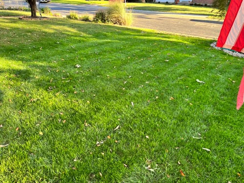 Customer photo review of GCI Turf Type Tall fescue Grass Seed