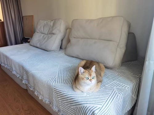 Customer photo review of Reversible Chenille Sofa Cover, Futon Sofa Slipcover Furniture Protector, Washable Couch Cover for Kids, Dogs, Pets