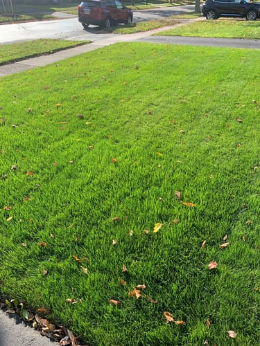 Customer photo review of GCI Turf N (Nitrogen) 20-0-0