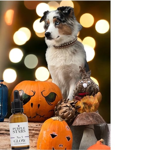 Customer photo review of No.3 GLOW – HAUT- UND FELLGESUNDHEIT HUND